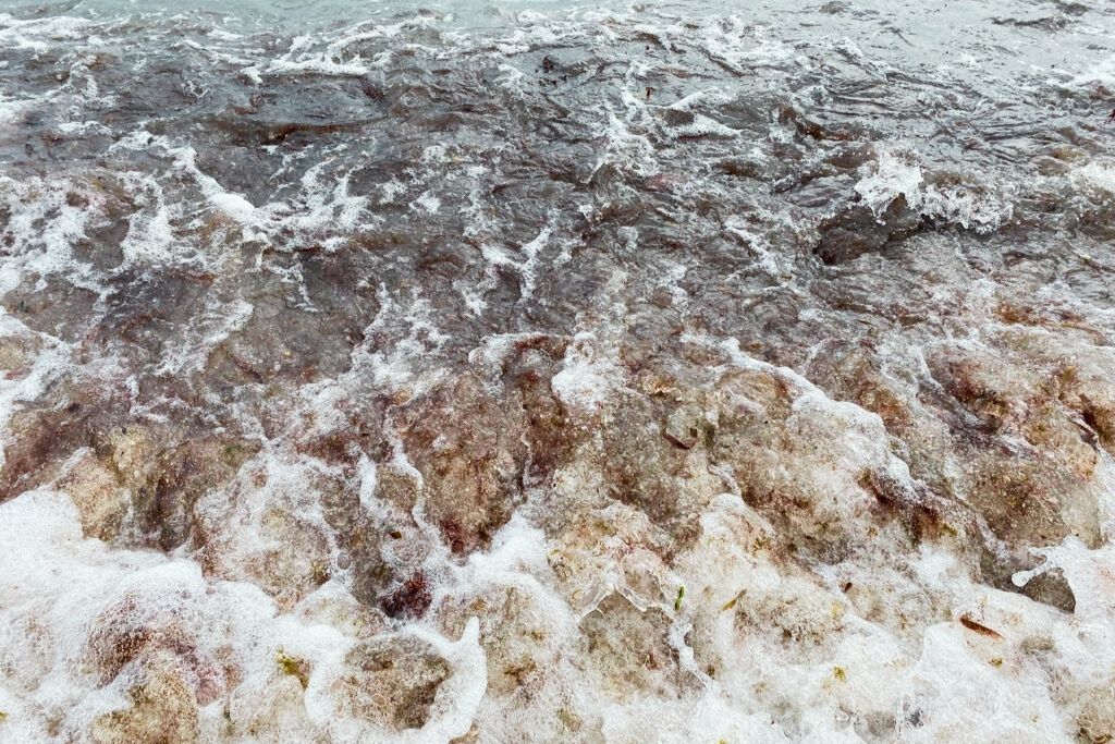 Seaweed at Tulum's beaches during seaweed season can make the water unswimable. 