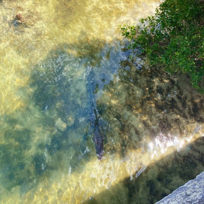 Crocodile in Tulum's Boca Paila waterway. 