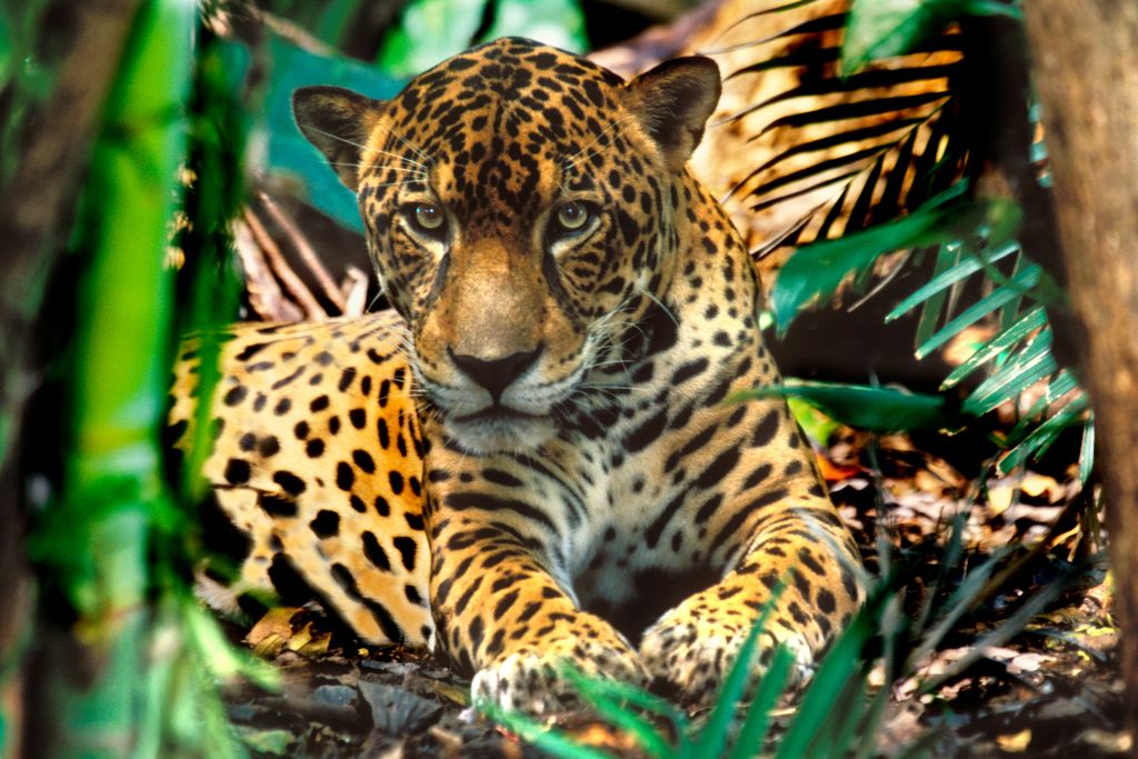 Jaguar looking out between vegetation in the jungle.