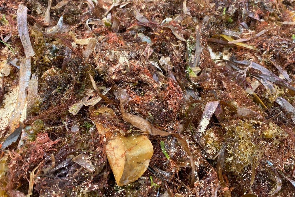 Seaweed accumulates more on Playa Mirador than Tulum's other beaches. 
