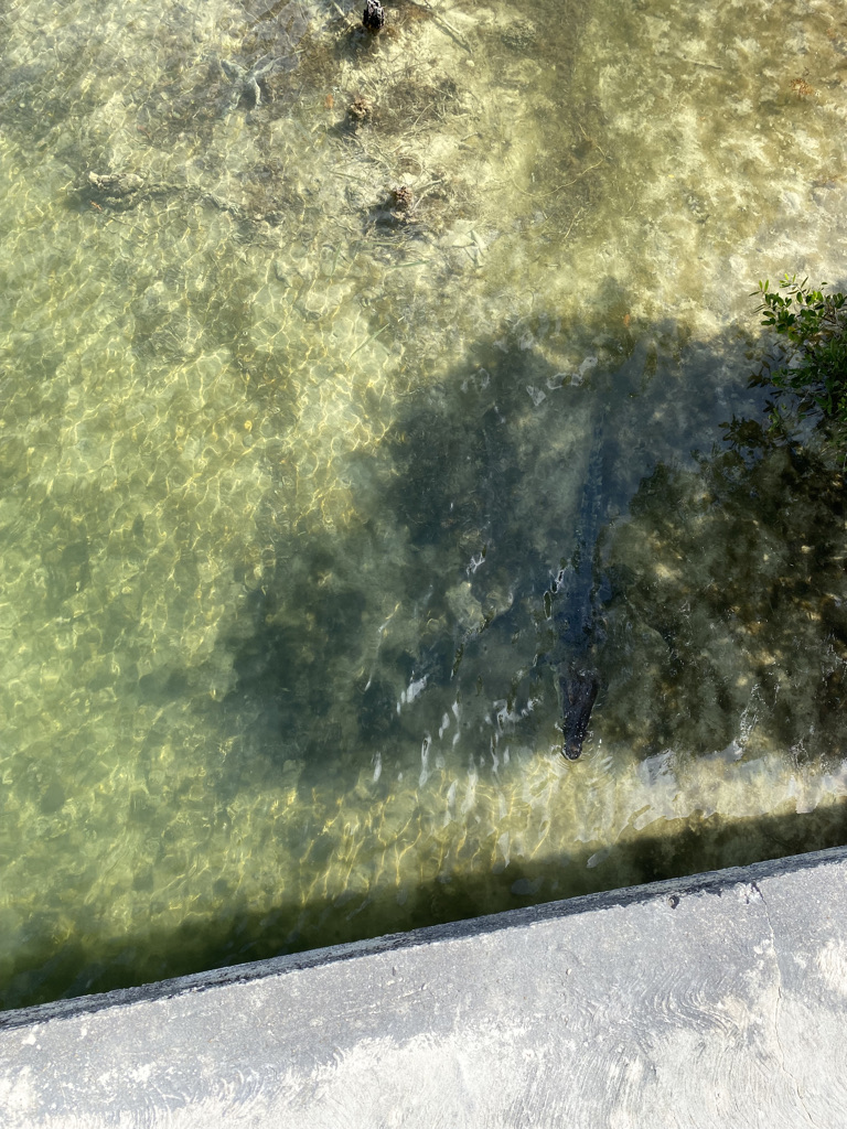 Crocodile visible from the bridge at Boca Paila in Tulum's Sian Ka'an Biosphere. 